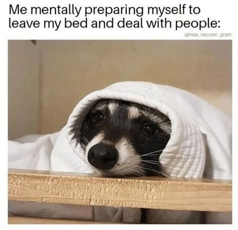 Mentally-Not-So-Well-Memes Health Memes, Morning Memes, Raccoon Funny, Trash Panda, Mood Humor, Racoon, Funny Reaction Pictures, Cute Memes, Animal Quotes