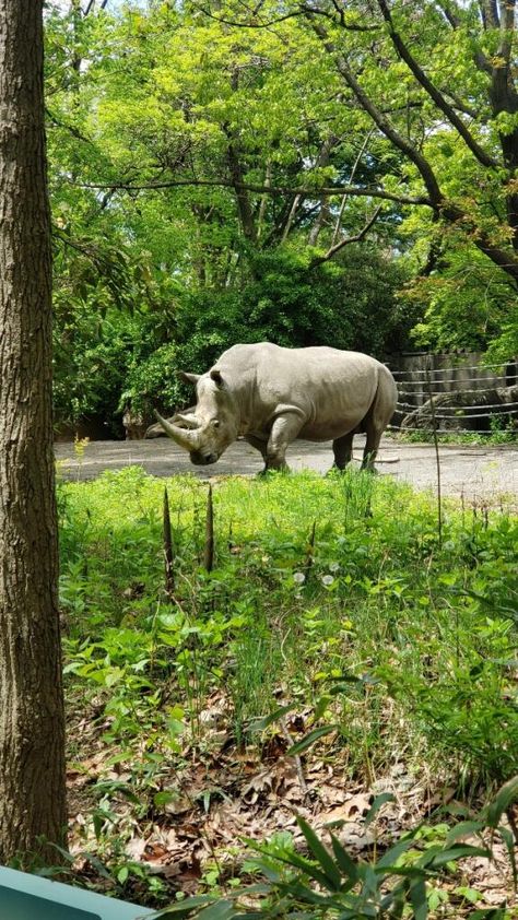 Bronx Zoo Zoo Aesthetic, Bronx Zoo, Exotic Animals, Exotic Pets, Bronx, Beautiful Photo, Places To Go, York City, New York City