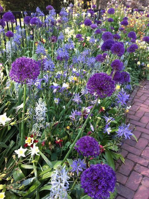 Purple Allium, Allium Flowers, English Garden Design, Longwood Gardens, Purple Garden, Spring Plants, Pollinator Garden, The Gardener, Blue Garden