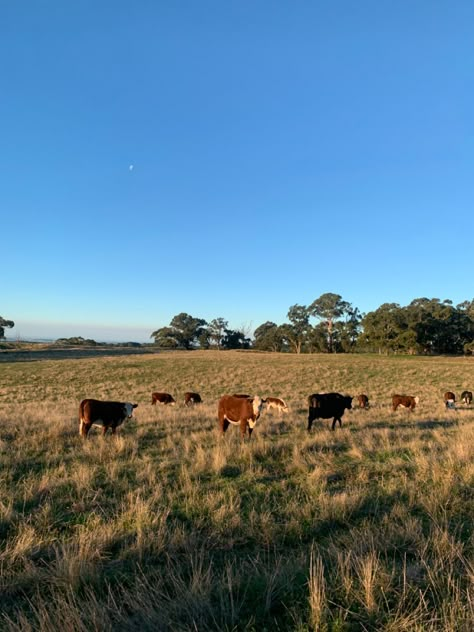 #farmhouse #farm #farmlife #cows #animals #aesthetic #country #australia #rural Southern Aesthetic, Aesthetic Country, Animals Aesthetic, Australian Farm, Country Cow, Australia House, Australia Country, Country Summer, Future Farms