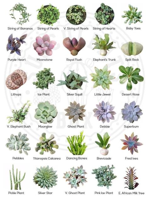 Different Types Of Succulents, Succulent Names, Types Of Succulents Plants, Kaktus Dan Sukulen, Zone 10, Succulent Garden Design, Succulent Garden Diy, Types Of Succulents, Garden Types