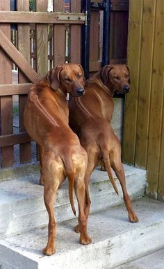 #Dogs #Puppies Rhodesian Ridgeback Dog, Wow Photo, Big Dog Breeds, Lion Dog, Real Dog, Cute Stuff, Rhodesian Ridgeback, Big Dog, Hound Dog