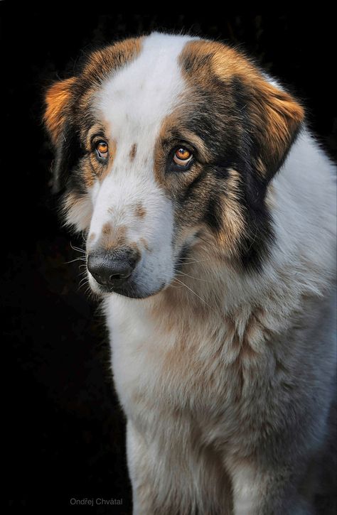 Those soulful eyes! Mean Looking Dogs, Dogs Reference Photos, Dog Growling Reference, Dogs Reference Photography, Dog Attacking Reference, Dog Refrences Photos, Dog Oc, Draw Dogs, Dog Reference