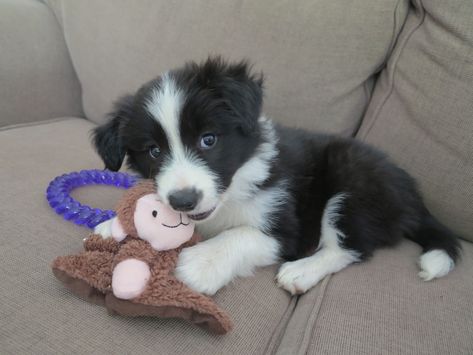 Our new baby girl - black and white border collie puppy <3 Loves her little monkey Black And White Border Collie, Black And White Border, Border Collie Puppy, White Border Collie, Collie Puppy, Collie Puppies, Border Collie Puppies, Herding Dogs, Border Collie Dog