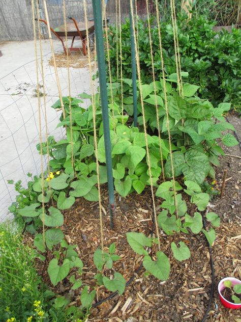 Single pole for green bean teepee Trellis Ideas For Tomatoes, Ideas For Tomatoes, Growing Green Beans Trellis, Green Bean Garden Trellis, Bush Bean Trellis, Teepee Bean Trellis, Growing Pole Beans Trellis Ideas, Garden Arch For Beans, Green Bean Trellis