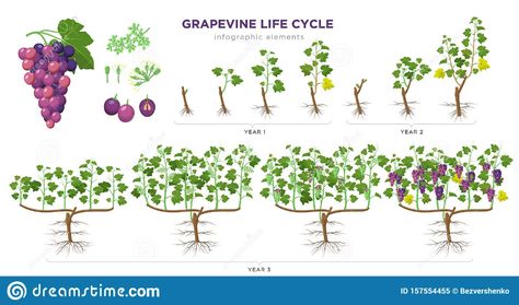 Grapevine Growing Stages Infographic Elements in Flat Design. Planting Process of Grape 1 - 3 Years from Seeds, Sprout Stock Vector - Illustration of grape, growth: 157554455 Grapevine Growing, Grape Vine Plant, Grape Plant, Infographic Elements, Growing Grapes, Workplace Design, Time Art, Plant Art, Life Cycle