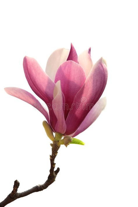 Magnolia. Branche of pink magnolia flower over white background #Sponsored , #paid, #Affiliate, #Branche, #white, #background, #pink Drawing Of Magnolia Flower, Drawing Magnolia Flowers, Magnolia Reference, Magnolia Flower Painting, Magnolia Flower Photography, Magnolia Photo, Pink Magnolia Flower, Magnolia Flowers Abstract Backgroubd, Beautiful Paintings Of Nature