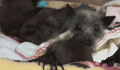 Popular GIF Bat Gif, Excited Animals, Go Dog Go, Reaction Gif, Clickbank Affiliate, Dancing Gif, Animal Groups, Best Funny Videos, Funny Animal Pictures