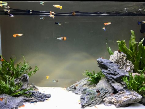 Guppy Tank Setup, Guppies Fish Tank Ideas, Guppy Fish Tank Ideas, Guppy Tank Ideas, Guppy Fish Tank, Guppy Aquarium, Guppy Tank, Cool Fish Tank Decorations, Platy Fish