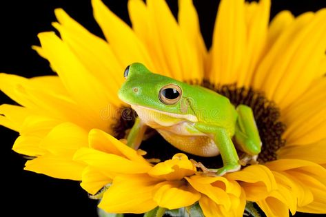 Tree frog on a sunflower. White-lipped tree frog or Litoria Infrafrenata sitting , #Aff, #sunflower, #White, #Tree, #frog, #lipped #ad Tree Frog Tattoos, Red Eyed Tree Frog, Frog Sitting, Frog Pictures, Frog Pins, Frog Tattoos, Frog Art, Tree Frog, My Beautiful Daughter