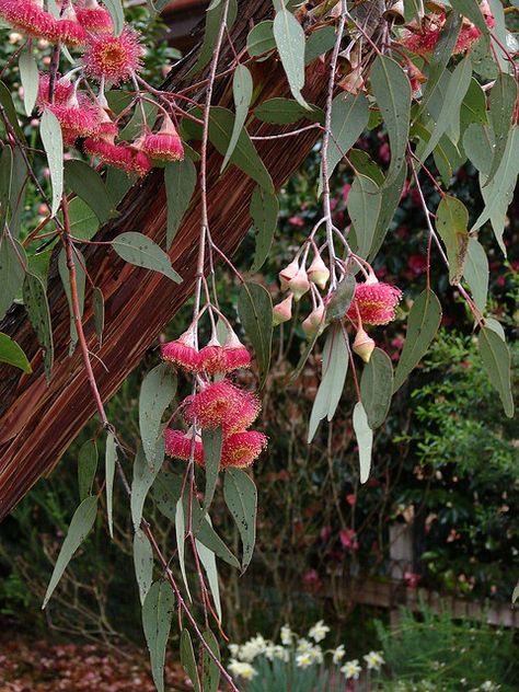 https://flic.kr/p/7C4uaq | Weeping brunches of Silver Princess tree (Eucalyptus caesia) Eucalyptus Caesia Silver Princess, Eucalyptus Silver Princess, Silver Princess Eucalyptus, Weeping Flowers, Eucalyptus Caesia, Princess Tree, Australian Garden Design, Gum Trees, Bush Garden