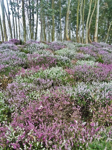 Heather. I really wish I would have bought that heather when it was on sale. Heather Garden, Bovis Homes, Heather Gardens, Polenta Cake, The Eden Project, Beautiful Home Gardens, Flower Remedy, Birch Forest, Cottage Garden Design