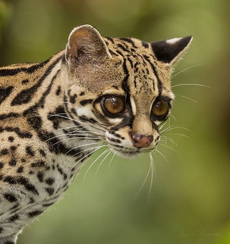 Margay Cat, Wild Cat Species, Arenal Costa Rica, Small Wild Cats, Sand Cat, Eagle Painting, Spotted Cat, Cat Species, Leopard Cat