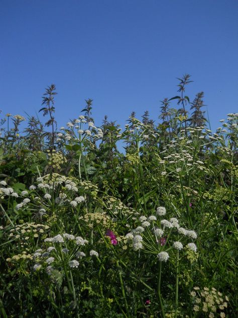 devon hedgerow filled with flowers may 2013. #meadowgarden #meadow #garden #heavens British Hedgerows, Country Landscape Photography, British Plants, Hedgerow Flowers, Nature Landscape Photography, British Landscape, Nature Quotes Adventure, Summer Nature Photography, Small Garden Landscape