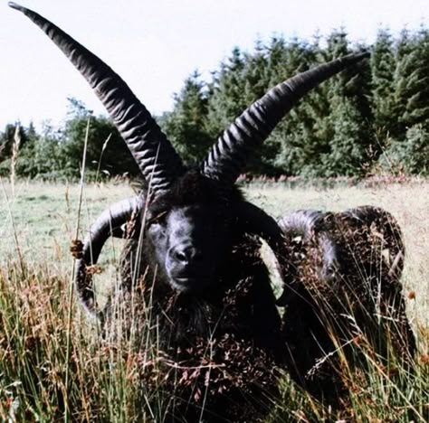 Black Goat Aesthetic, Hebridean Sheep, Black Goat, Sheep Fursona, Goat Oc, Goat Mask, Cute Goats, Lots Of Cats, Gothic Fantasy Art