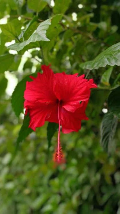 Joba Flower (জবা ফুল) Hibiscus Rosa-Sinensis Joba Flower, Mandala Drawing, Hibiscus, Plants, Drawings, Flowers, Quick Saves