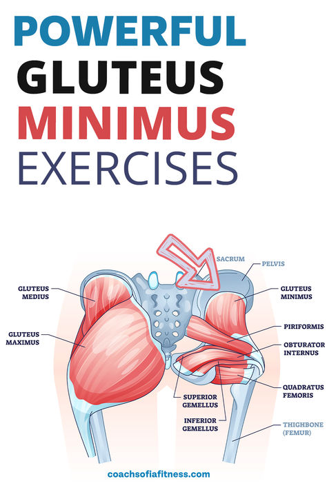 Lateral Glute Exercise, Glute Dominant Exercises, Minimus Glutes Workout, Glute Muscles Anatomy, Glute Muscles Anatomy Exercise, Glute Minimus Exercises, Glute Minimus, Gluteus Minimus Exercises, Gluteus Medius Exercises