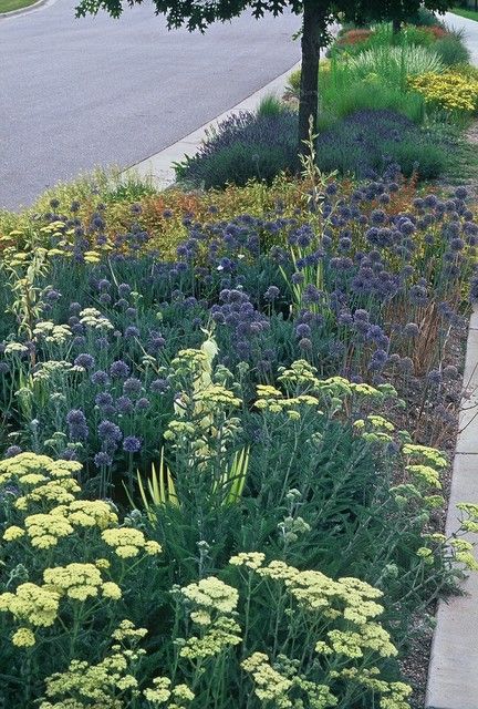 Sidewalk Garden, Sidewalk Landscaping, Tall Ornamental Grasses, Low Water Landscaping, Landscaping Around House, Native Plant Gardening, Color Personality, Side Garden, Garden Designs