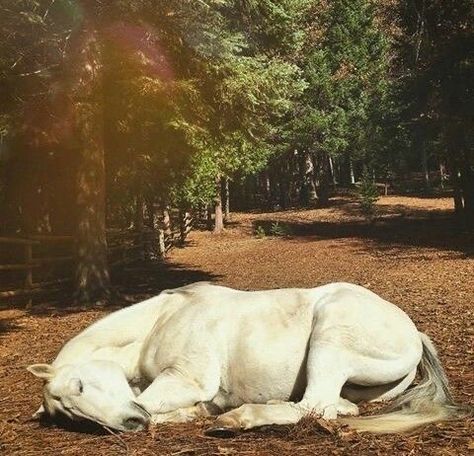 ♱ Horse Laying Down Drawing, Horse Lying Down, Horse Sleeping, Sleeping Horse, Horse Laying Down, Horse Poses, Cute Sleep, Horse Reference, Horse Anatomy