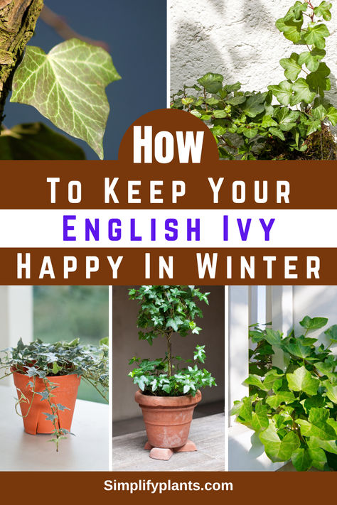 "Discover essential tips on How To Keep Your English Ivy Plant Happy In 
Winter! Learn about English Ivy indoor care with our expert guide on 
Hedera Helix. Master English Ivy care to ensure your English Ivy 
houseplant thrives during the colder months. Find out how to care for English Ivy indoors, including repotting English Ivy and maintaining optimal conditions for your Ivy plant indoor. Elevate your skills in how to grow English Ivy indoors with practical advice on English Ivy care indoors!" Hedera Helix Indoor, English Ivy Care, English Ivy Indoor, Ivy Indoor, Ivy Houseplant, Indoor Ivy, Ivy Plant Indoor, English Ivy Plant, Ivy Plant