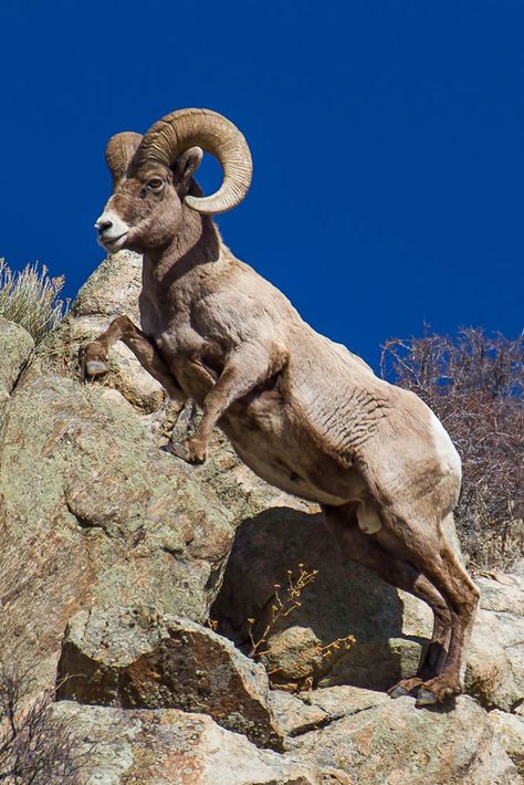 Bighorn Sheep Aries Animal, Goat Photography, Horned Animals, Colorado Wildlife, Bighorn Ram, North American Animals, American Wildlife, Big Horn Sheep, North American Wildlife