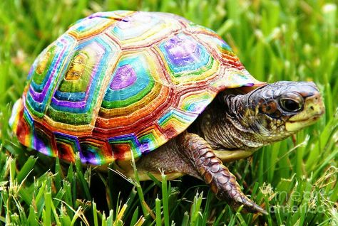 Rainbow Turtle Turtle Activities, Rainbow Turtle, Mundo Hippie, Best Cartoon Shows, Fish Tank Themes, Ninja Party, Turtle Birthday, Pet Blog, Turtle Love