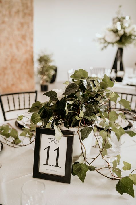 Pathos Wedding Centerpieces, Plant Table Centerpieces Wedding, Black And Ivory Wedding Centerpieces, Diy Black Centerpieces Wedding, House Plants As Wedding Centerpieces, Pothos Plant Centerpieces Wedding, Black White Centerpieces Simple, Pothos Table Centerpiece, Real Plant Centerpieces