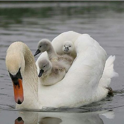 Here's Your Weekly Dose Of Cute! (#11) Swan Song, Animal Baby, Bird Pictures, Amazing Animals, Pretty Birds, Bird Photo, Bird Photography, Sweet Animals, Nature Animals