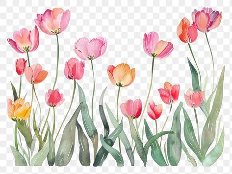 Border Painting, Tulip Border, Tulip Illustration, Aesthetic Pngs, Tulip Watercolor, Beach Phone Wallpaper, Wedding Bucket, Flower Tulip, Watercolor Tulips