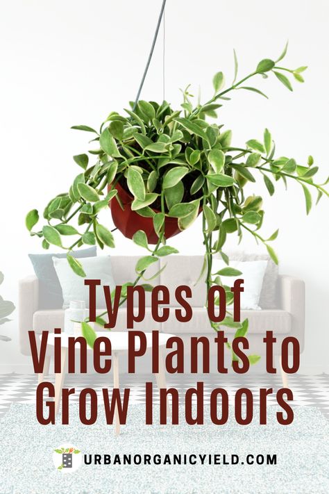 Learn more about vining plants.  We have complied a list of the best vining plants that you can have as houseplants.  They are also easy to grow indoors.   #Houseplants #IndoorGardening #ViningPlants #Gardening #UrbanOrganicYield Indoor Vines And Climbers, Indoor Plants Ideas Decor, Vine House Plants, Indoor Vine Plants, Plants 101, Indoor Plant Ideas, Indoor Vines, Vining Plants, Apartment Gardening