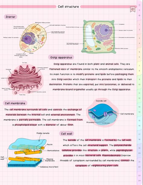 #cute #aesthetic #biology #notes #study #student Biology Cell Notes, Cell Notes Biology Class 9 Aesthetic, Cell Notes Biology Class 9, Biology Notes Class 10 Aesthetic, Cell Notes, Aesthetic Biology Notes, Aesthetic Biology, Class 10 Science Notes Biology Reproduction, Icse Class 10 Biology Notes