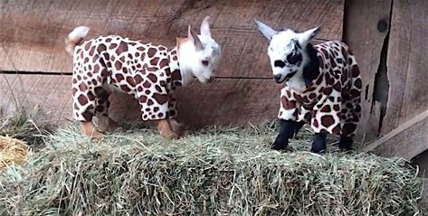 Goats In Pajamas, Baby Goats In Sweaters, Baby Goats Pygmy, Goats In Sweaters, Mini Goats, Goat Care, Pygmy Goat, Cute Goats, Baby Goats