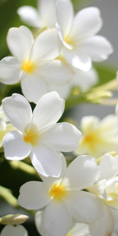 Plumeria Aesthetic Wallpaper, Iphone Wallpaper Landscape, Plumeria Flowers, Flowers Photography Wallpaper, Flowers Gif, Wallpaper Nature Flowers, Beautiful Flowers Wallpapers, Beautiful Bouquet Of Flowers, Photography Wallpaper