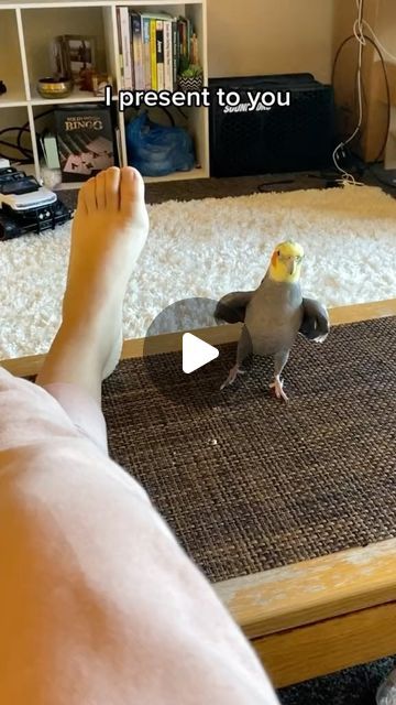 Yum Yum on Instagram: "One year since YumYum’s dance moves perfectly synched up to Billy Jean #cockatiel #parrot #bird #yumyumthetiel" Billy Jean, Parrot Bird, Dance Moves, Yum Yum, Beautiful Birds, First Year, Parrot, Birds, On Instagram