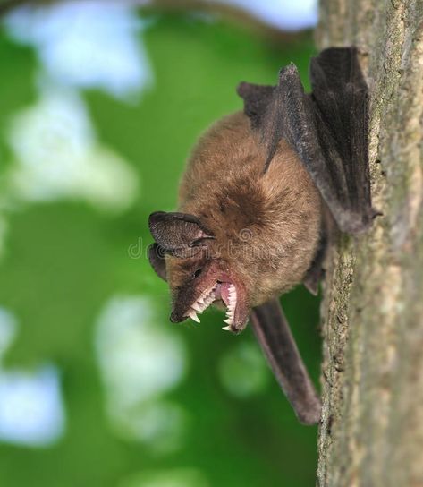 Big Brown Bat (Eptesicus fuscus). A Big Brown Bat on the trunk of a woodland map #Sponsored , #Paid, #Affiliate, #Brown, #Eptesicus, #woodland, #Bat Big Brown Bat, The Trunk, Business Card Branding, Maple Tree, Ocean Life, Trunk, Bat, Photo Image, Royalty Free Stock Photos