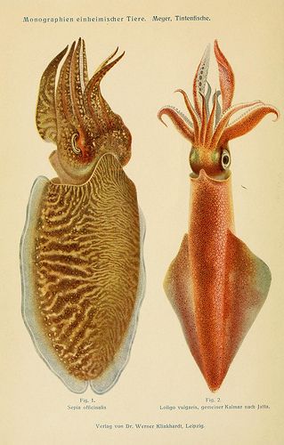 Cuttlefish Squid, Tintenfische; mit besonderer Berücksichtigung von Sepia und Octopus (1913), by Dr. Werner Th. Meyer. Scientific Drawing, Octopus Illustration, Creature Marine, Octopus Squid, 8x10 Art Prints, Scientific Illustration, Art Antique, Nature Illustration, Free Prints