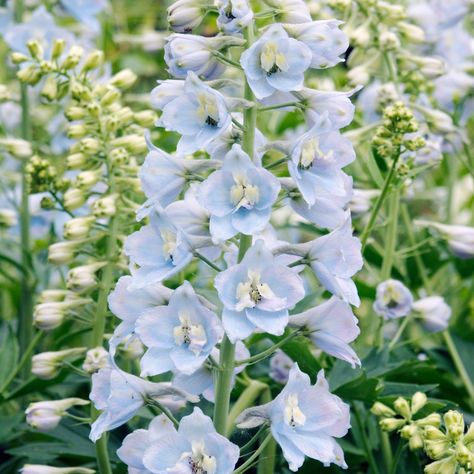 Delphinium-Light-Blue  Season: year-round, peak June–October Colors: white, pink, lavender, purple, blue Scent: none Meaning: well-being, sweetness Cost: $-$ Delphinium Wedding, Larkspur Delphinium, Jm Cellars, Delphinium Flower, Blue Delphinium, Cottage Garden Plants, Elegant Weddings, Editorial Shoot, Wedding Flower Inspiration