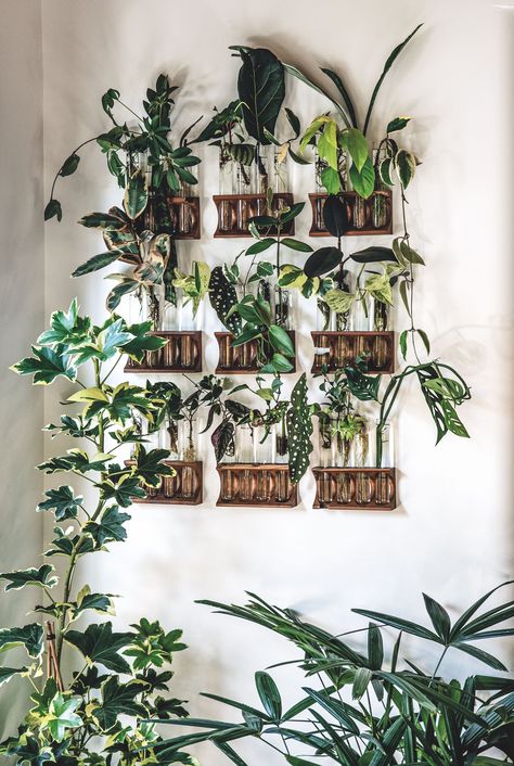 Propogation Wall Ideas, Plant Wall Office, Propagation Wall, Hilton Carter, Workshop Office, Room Plants, Creek House, Self Watering Plants, Self Watering Pots