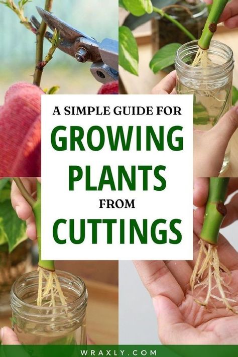 Propagating Plants From Cuttings, Plants From Cuttings, Garden Growing, Plant Propagation, Growing Plants Indoors, Planting Ideas, Grow Bags, New Roots, Starter Plants