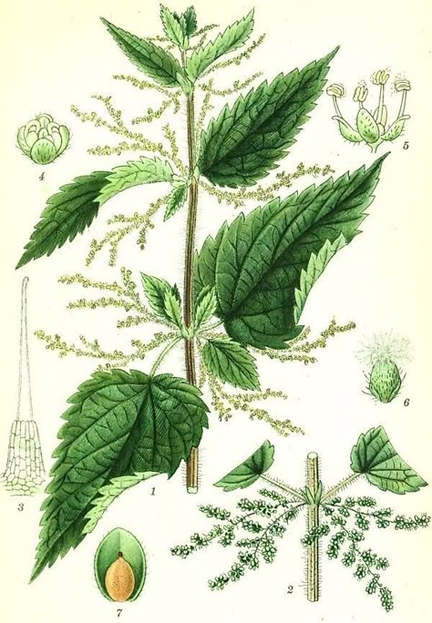 Nettle Illustration, Nettle Tattoo, Tarot Cloth, Technical Illustration, Botanical Illustration Vintage, Brick Lane, Healing Herbs, Botanical Drawings, Vintage Art Prints