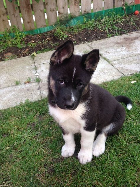 Husky Akita Mix Dog Goals, Akita Puppies, Alaskan Husky, American Akita, Akita Dog, Labrador Retriever Puppies, Husky Mix, Yorkshire Terrier Puppies, Healthy Pets