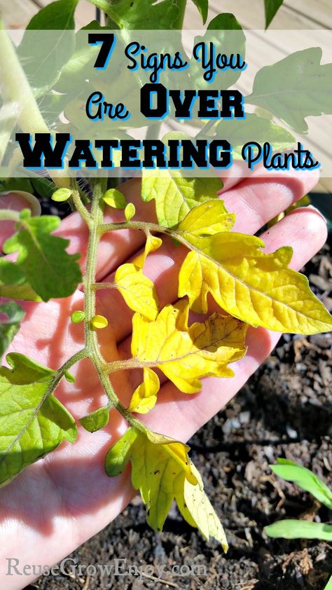 Have you ever wondered if you are over watering your plants? Check out these 7 Signs You Are Over Watering Plants! http://reusegrowenjoy.com/7-signs-you-are-over-watering-plants/ Watering Schedule For Garden, Garden Watering Schedule, Over Watering Plants, Overwatering Plants, Garden Themes, Beds Frames, Plant App, Low Water Gardening, Sustainable Gardening