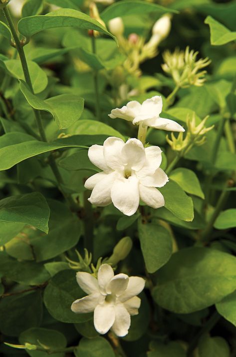 Best Smelling Flowers, Arabian Jasmine, Sweet Smelling Flowers, Citrus Plant, Scented Geranium, Patio Trees, Growing Vines, Jasmine Plant, Acid Loving Plants