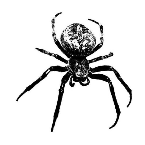 Bugs Black And White, Spider Graphic Design, Spider Black And White, Spider Poster, Spider Icon, Arte Hippy, Spider Vintage, Spider Pictures, Spider Graphic