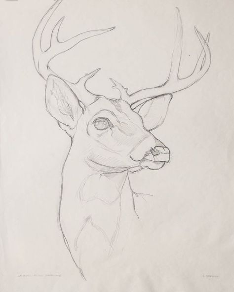 Deer Sketch, Deer Drawing, Animal Drawings Sketches, Drawing Heads, Art Sketches Pencil, Deer Art, Arte Sketchbook, A Deer, Pencil Art Drawings