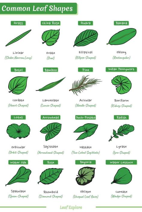 Types of Leaves Based on their Shape Leaves Shapes Leaf Patterns, How To Make Clay Leaves, Types Of Leaves Drawing, Structure Of A Leaf, Leaf Lesson Plans, Letter Writing For Kids, Fireless Cooking, Leaf Lessons, Shapes Of Leaves