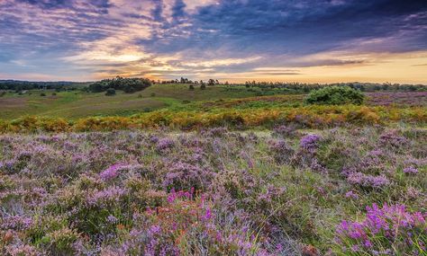 Summer in the New Forest is truly magical...don't believe us? Come and see it for yourself! 🌷🌞 📸 Instagram - @thenewforestuk . #CareysManorHotel #CareysManor #NewForest #Travel #CountryHotel #Forest #TimeAway #Countryside #Hotel #Luxury #NationalPark #HotelBreak #EscapeTheCity #Spa #Staycation #Foodie #ShortBreak #WeddingVenue #ManorHouse #CountryHouse #LuxuryHotels #NewForestPonies #Heathland #TheNewForest Countryside Hotel, Country Hotel, The New Forest, Hotel Luxury, New Forest, Short Break, Manor House, Come And See, Summer 2024