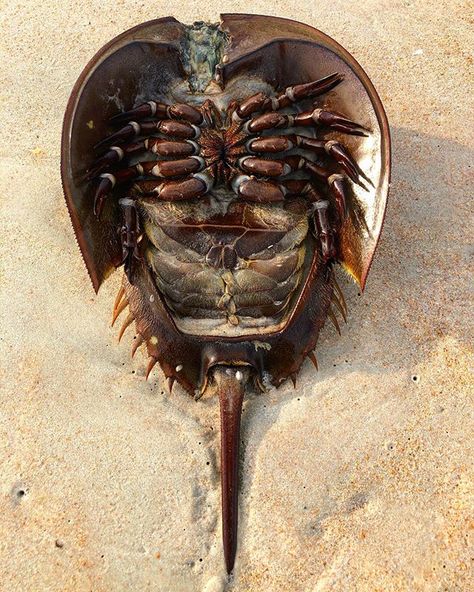 Facehu—, I mean, horseshoe crab, on Beverly Beach. #beachkill #oncealive #sushi? Sea Biology, Biology Animals, Marine Organism, Living Fossil, Horseshoe Crab, Arthropods, Crustaceans, Flora And Fauna, Whales