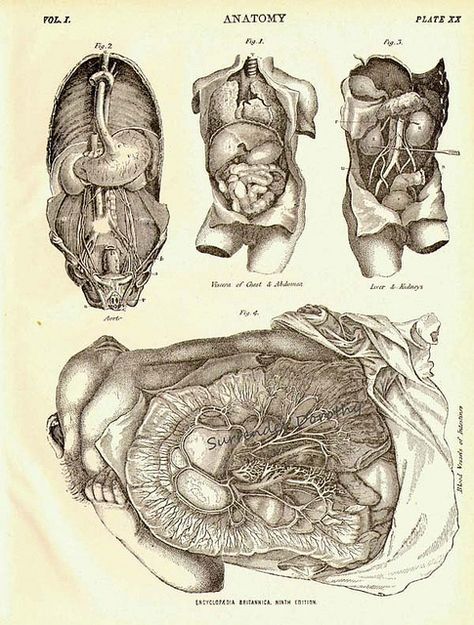 Human Anatomy Digestive and Circulatory Organs 1892  by SurrendrDorothy Human Body Digestive System, Vintage Bizarre, Anatomy 101, Antique Anatomy, Medical Drawings, Aesthetic Character, Horror Aesthetic, Creepy Vintage, Human Body Anatomy