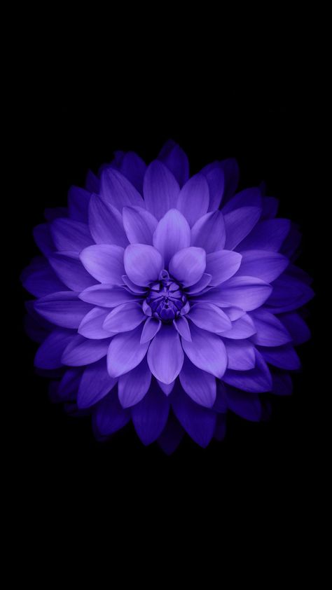 Lotus Flower Wallpaper Iphone, Flower Wallpaper Black, Black Background Flower, Purple Colour Wallpaper, Flower Wallpaper Iphone, White Flower Wallpaper, Black Flowers Wallpaper, Lotus Flower Wallpaper, Tree Wallpaper Iphone